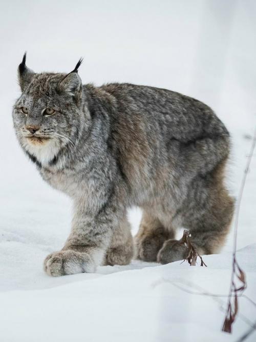 У рыси лапы настолько большие и пушистые, что они похожи на мягкие тапочки. 04