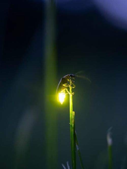 Светлячки - настоящие мастера биолюминесценции.