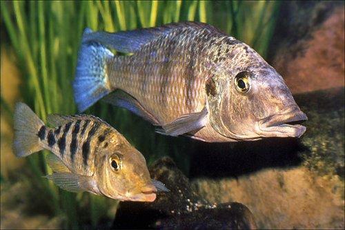 Самцы африканских цихлид не занимаются обычным сексом.  