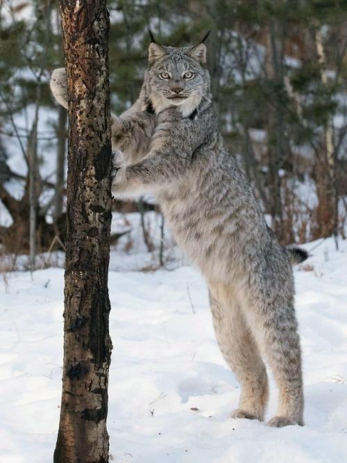 У рыси лапы настолько большие и пушистые, что они похожи на мягкие тапочки. 05