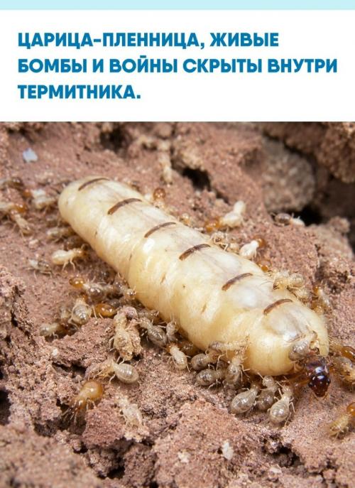 В центре колонии лежит раздувшаяся царица, практически утратившая способность двигаться, а рабочие кормят и чистят ее, разнося яйца по камерам.  