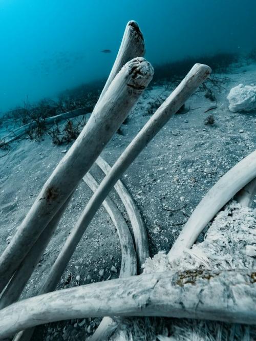 Падение кита: круг жизни в океане. 01