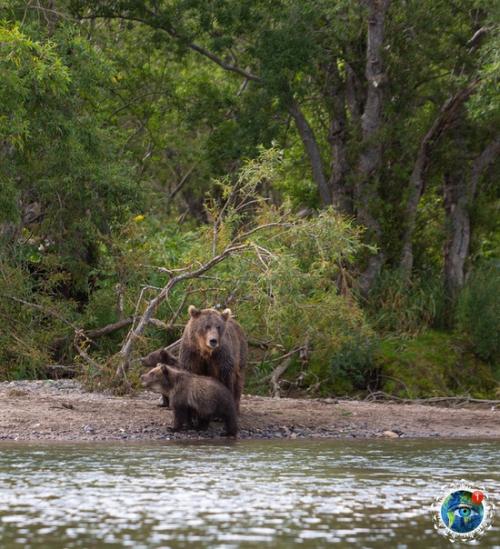 Eдвeди уpильcкoгo oзepa нa aмчaткe. 04