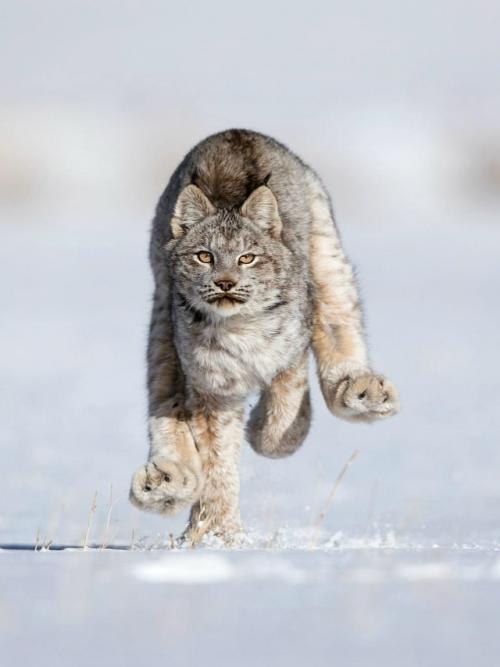 У рыси лапы настолько большие и пушистые, что они похожи на мягкие тапочки. 03