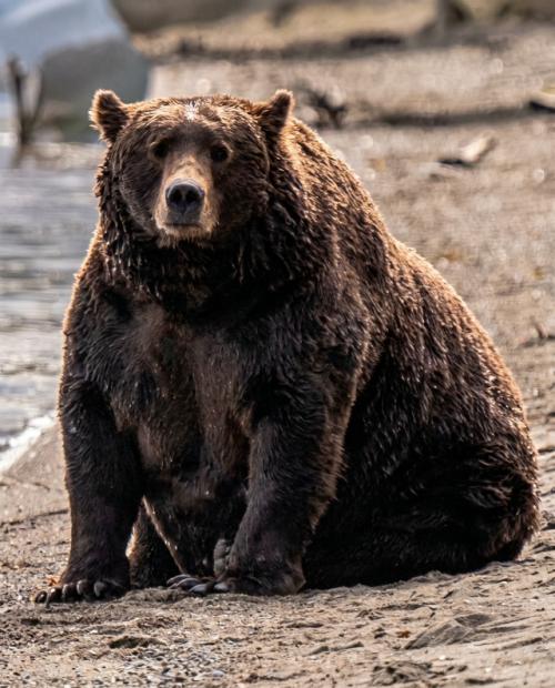 На Аляске сейчас проходит неделя, посвящённая самым упитанным медведям. 01