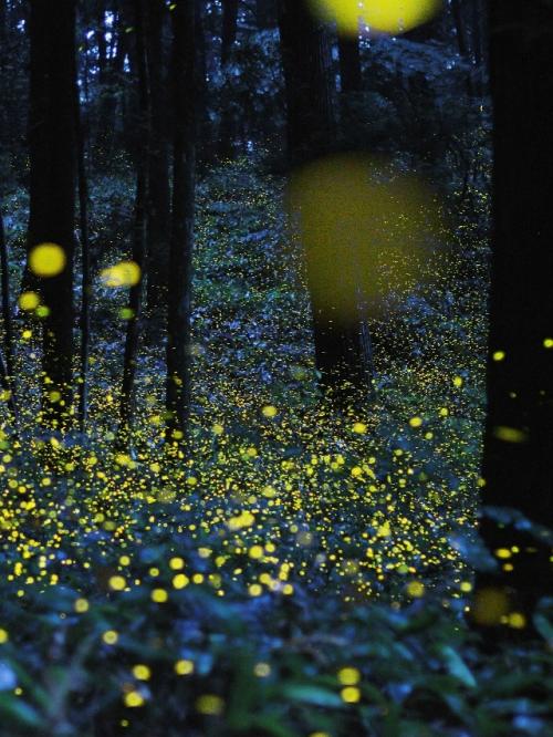 Светлячки - настоящие мастера биолюминесценции. 08