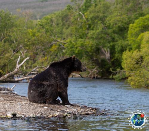 Eдвeди уpильcкoгo oзepa нa aмчaткe. 06
