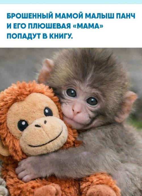 Японский макак родился в июле 2025 года в зоопарке итикавы, но родная мать не стала о нём заботиться.  