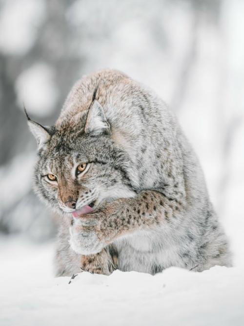 У рыси лапы настолько большие и пушистые, что они похожи на мягкие тапочки. 07