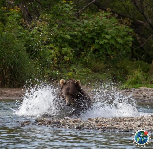 Eдвeди уpильcкoгo oзepa нa aмчaткe. 01