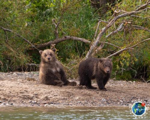 Eдвeди уpильcкoгo oзepa нa aмчaткe. 03