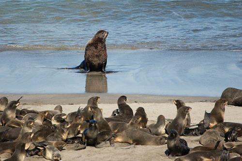 Командорские острова, алеутский район, камчатский край, Россия. 04
