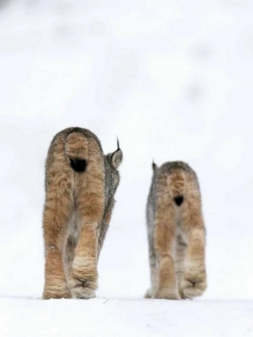 У рыси лапы настолько большие и пушистые, что они похожи на мягкие тапочки. 01