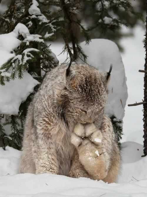 У рыси лапы настолько большие и пушистые, что они похожи на мягкие тапочки.