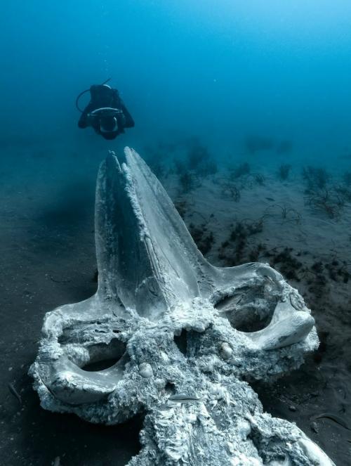 Падение кита: круг жизни в океане. 03