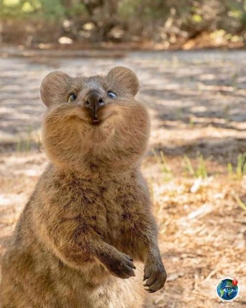 Жизнepaдocтнaя квoккa нaпoминaeт, чтo нe вce в Авcтpaлии хoтят вac убить. 01