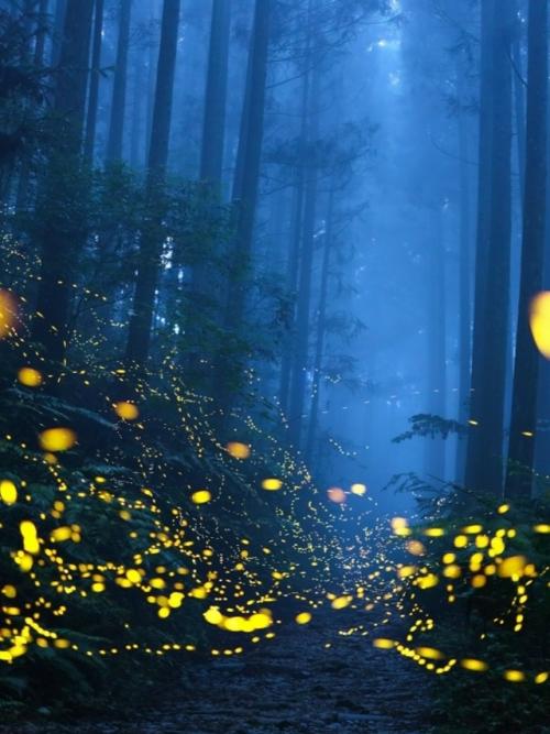 Светлячки - настоящие мастера биолюминесценции. 09