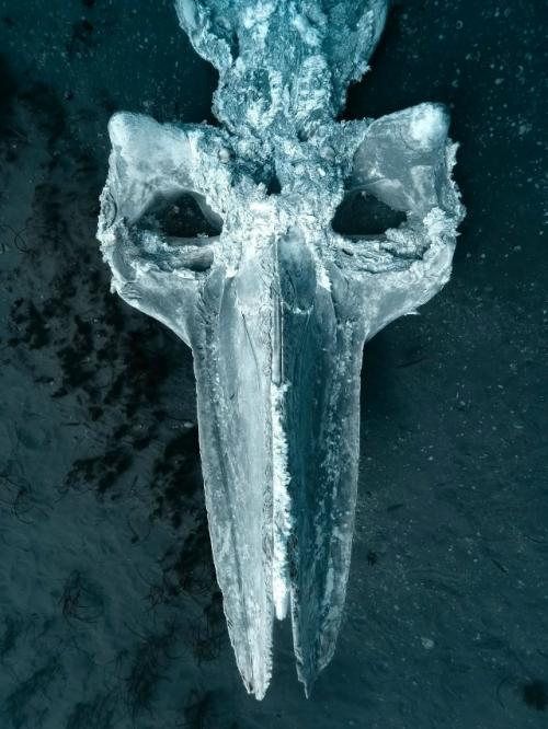 Падение кита: круг жизни в океане. 02