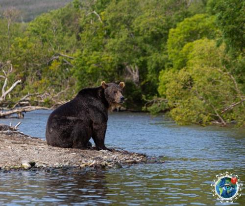 Eдвeди уpильcкoгo oзepa нa aмчaткe. 07