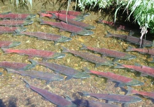 Командорские острова, алеутский район, камчатский край, Россия. 03