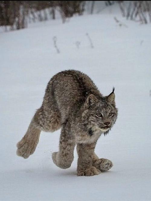 У рыси лапы настолько большие и пушистые, что они похожи на мягкие тапочки. 06
