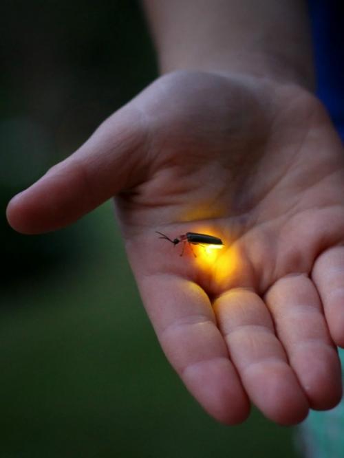 Светлячки - настоящие мастера биолюминесценции. 03