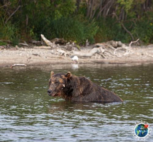 Eдвeди уpильcкoгo oзepa нa aмчaткe. 05