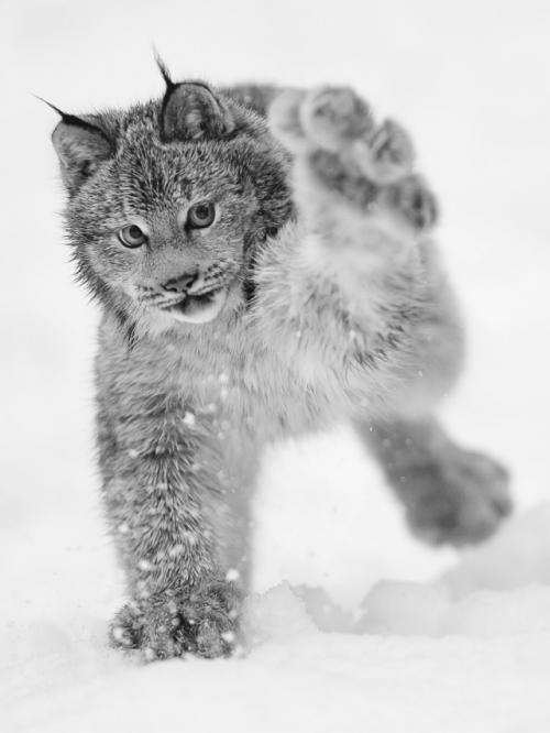 У рыси лапы настолько большие и пушистые, что они похожи на мягкие тапочки. 08