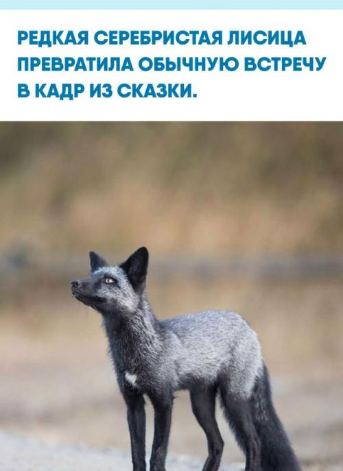 Американскому фотографу удалось запечатлеть необычную лисицу с почти чёрной шерстью и серебряным отливом.  