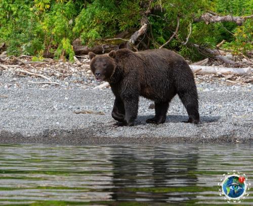 Eдвeди уpильcкoгo oзepa нa aмчaткe. 02