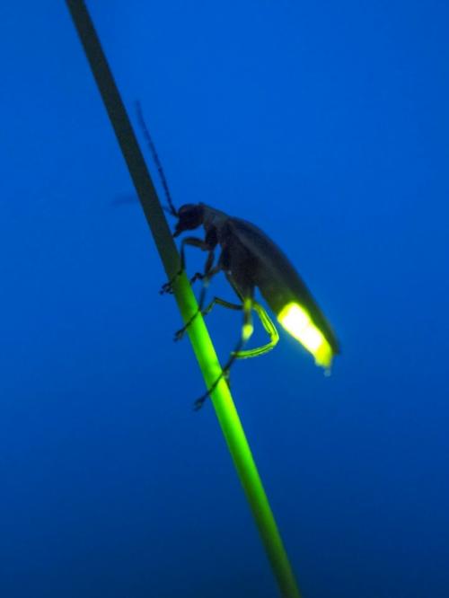 Светлячки - настоящие мастера биолюминесценции. 07