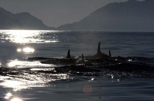 Командорские острова, алеутский район, камчатский край, Россия. 02