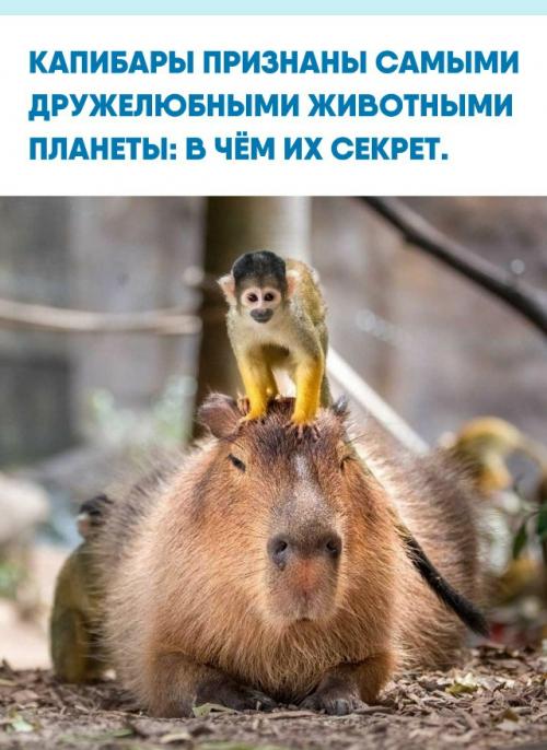 Эти крупные грызуны уживаются почти с любыми видами: птицы, обезьяны и даже рептилии спокойно сидят у них на спине.  