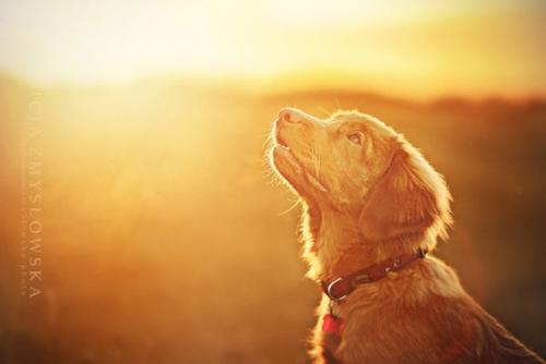 Потрясающие портреты собак фотографа Алисии змысловска. 02