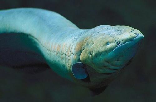 Электрический угорь учёных на СОЗДАНИЕ нового элемента питания вдохновил.

