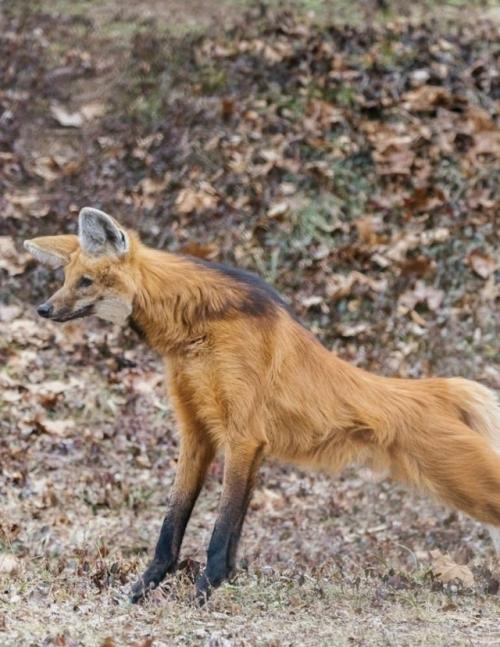 Эти фотографии сняты в центре по изучению исчезающих Видов волков. 03