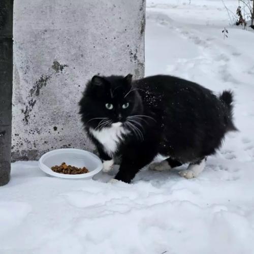 Уличные животные тяжело переносят холод: уже при - 10 C жизнь взрослых котов под угрозой, а котятам и ослабленным становится опасно при - 5 C. 02