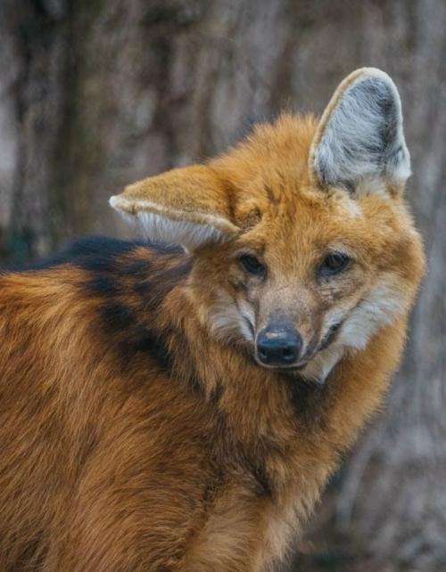 Эти фотографии сняты в центре по изучению исчезающих Видов волков. 
