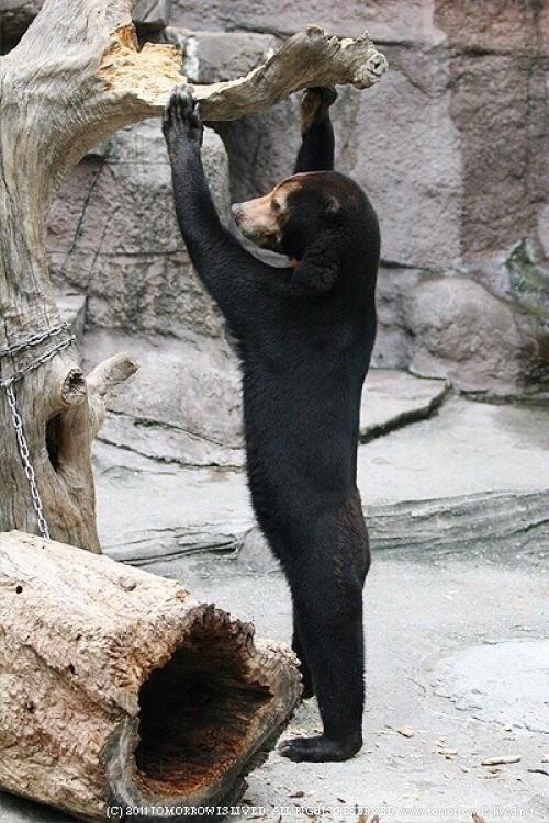 Как вам фотографии малайского медведя, который на каждом кадре выглядит так, словно это человек в костюме медведя плохо делающий свою работу? 02