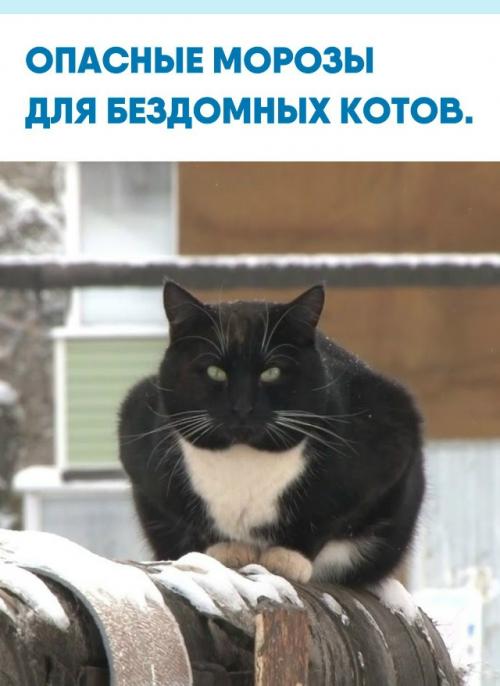 Уличные животные тяжело переносят холод: уже при - 10 C жизнь взрослых котов под угрозой, а котятам и ослабленным становится опасно при - 5 C. 

