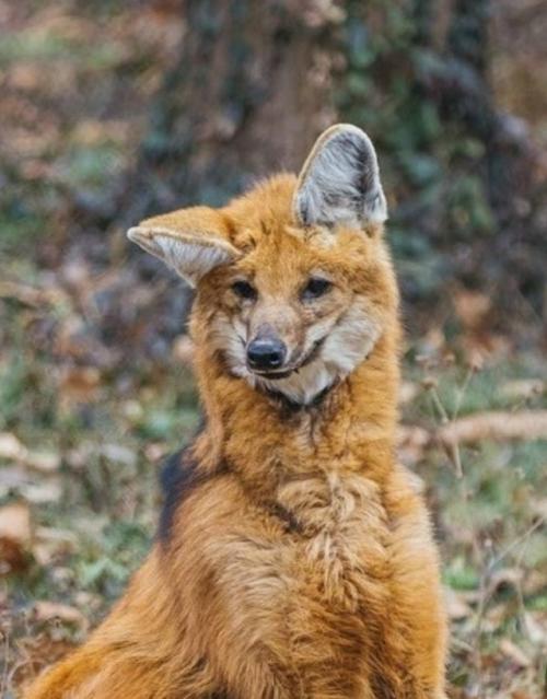 Эти фотографии сняты в центре по изучению исчезающих Видов волков. 02