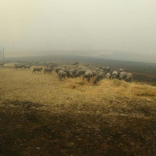 Собака показала пример небывалой отваги, защитив 900 овец во время австралийских пожаров. 02