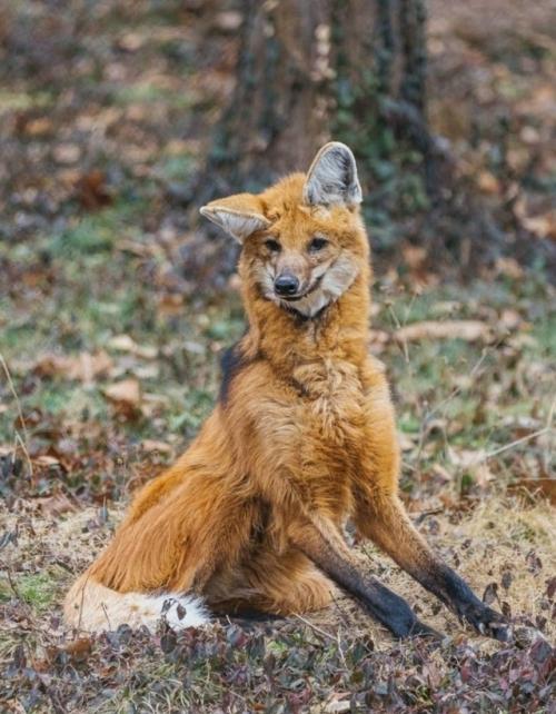 Эти фотографии сняты в центре по изучению исчезающих Видов волков. 01