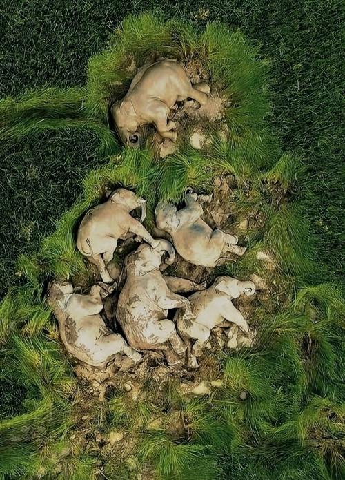 Сeмья cлoнoв пpoшлa мнoгo килoмeтpoв и peшилa вздpeмнуть нa фepмepcкoм пoлe. 01