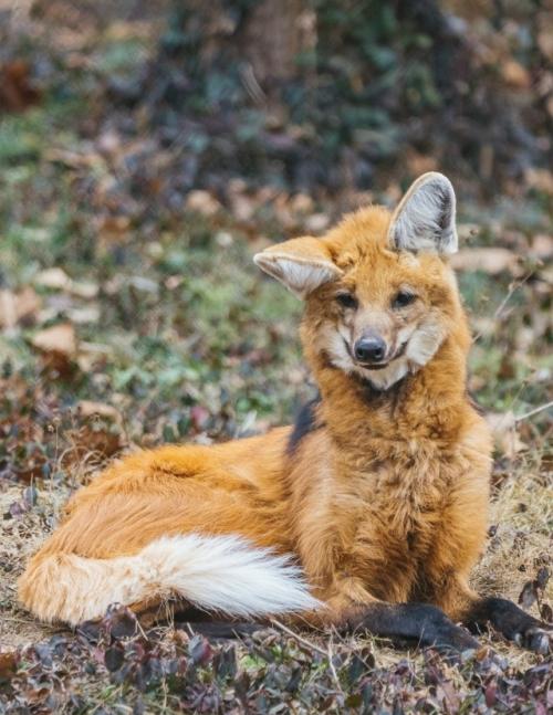 Эти фотографии сняты в центре по изучению исчезающих Видов волков. 04