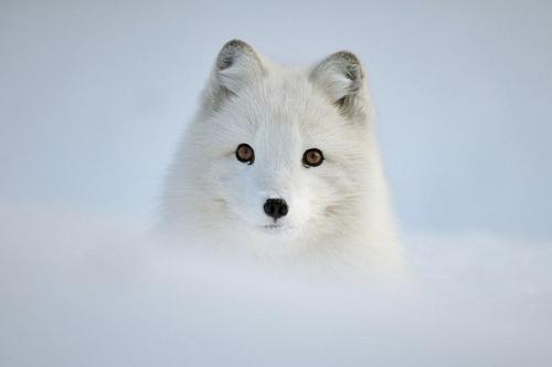 Пост любви к лисам. 09