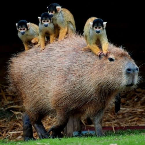 Эти крупные грызуны уживаются почти с любыми видами: птицы, обезьяны и даже рептилии спокойно сидят у них на спине. 01