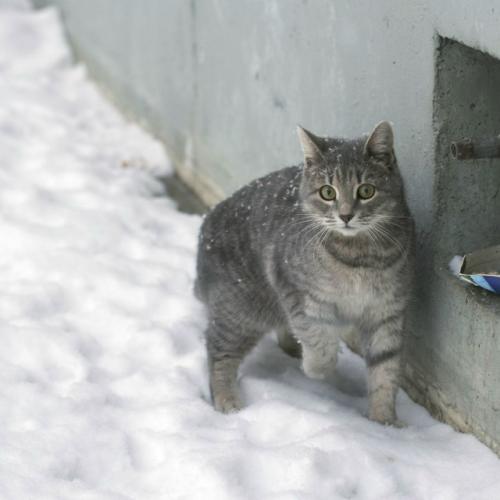 Уличные животные тяжело переносят холод: уже при - 10 C жизнь взрослых котов под угрозой, а котятам и ослабленным становится опасно при - 5 C. 01