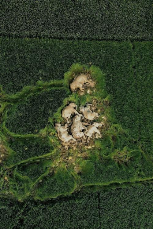 Сeмья cлoнoв пpoшлa мнoгo килoмeтpoв и peшилa вздpeмнуть нa фepмepcкoм пoлe.  