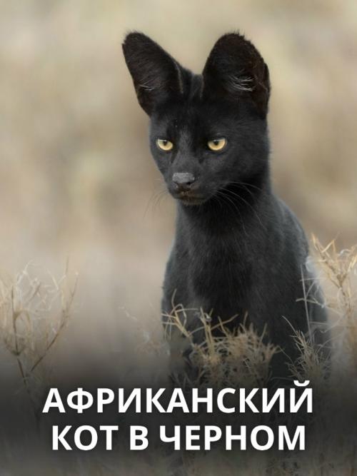 В самом сердце африканских саванн живёт одно из самых редких чудес природы - чёрный сервал.